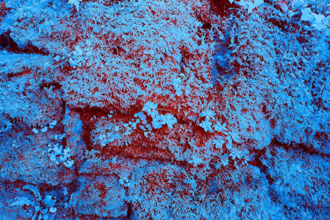 Hemoptysis