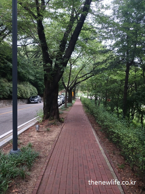 Straight walking path surrounded by bushes and tall trees in a quiet neighborhood-키 큰 나무와 수풀 사이의 직선형 산책길 – 주택가의 고요한 분위기