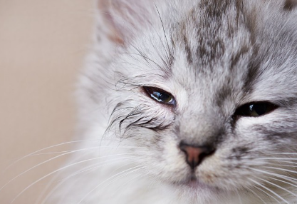 눈을 가늘게 뜬 고양이.