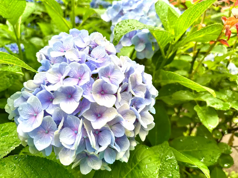 스마트폰 카메라 아웃포커싱 기능을 활용해 빗방울이 맺힌 푸른 보랏빛 수국 한 송이를 근접 촬영한 감성 사진