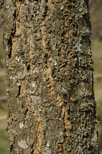 매실나무 수피1