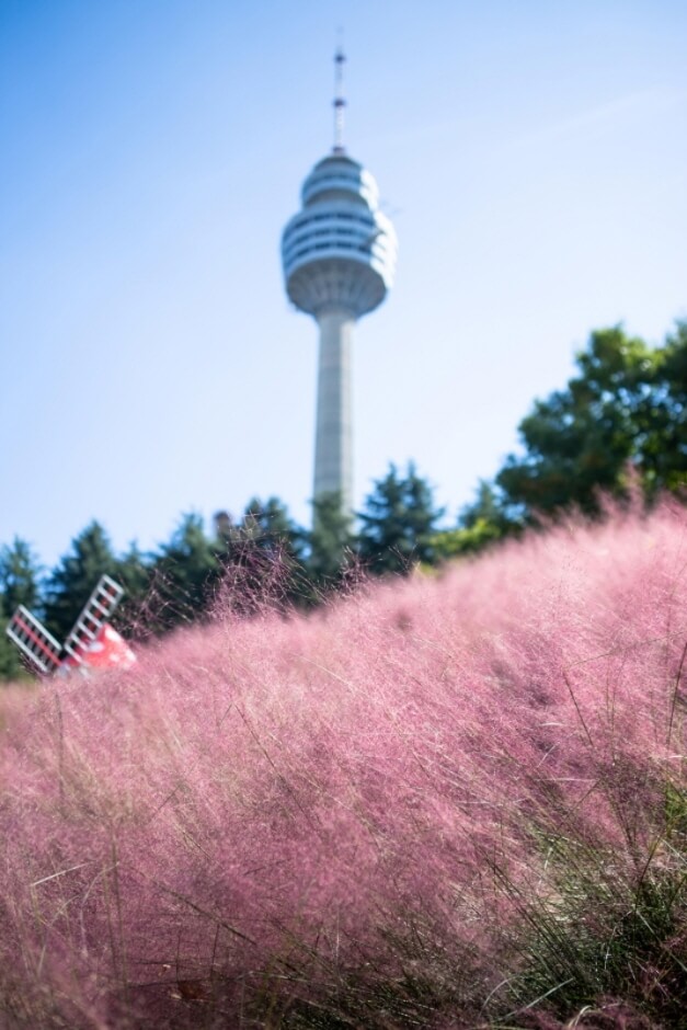 가을 여행지 코스모스 꽃구경 추천 장소