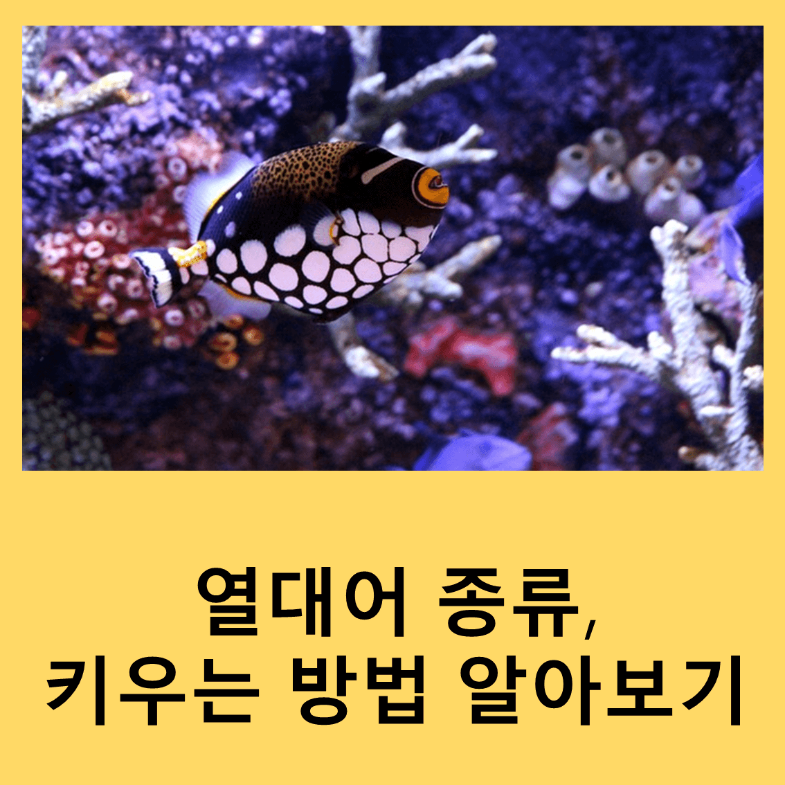 열대어