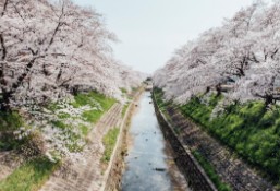 오사카-벚꽃-개화시기-6