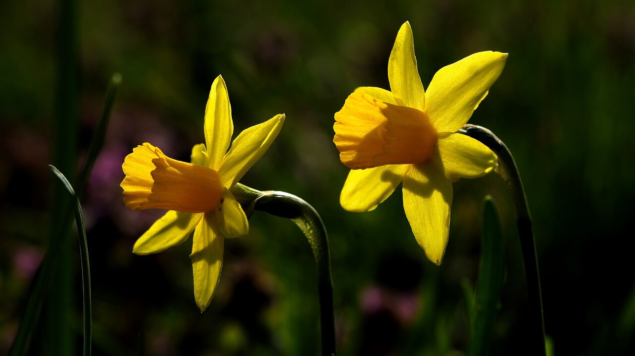나르시시즘 수선화
