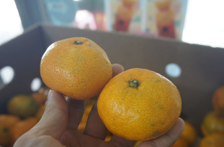 블로그 모슬포 맛집 검색