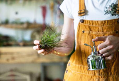 틸란드시아 키우기