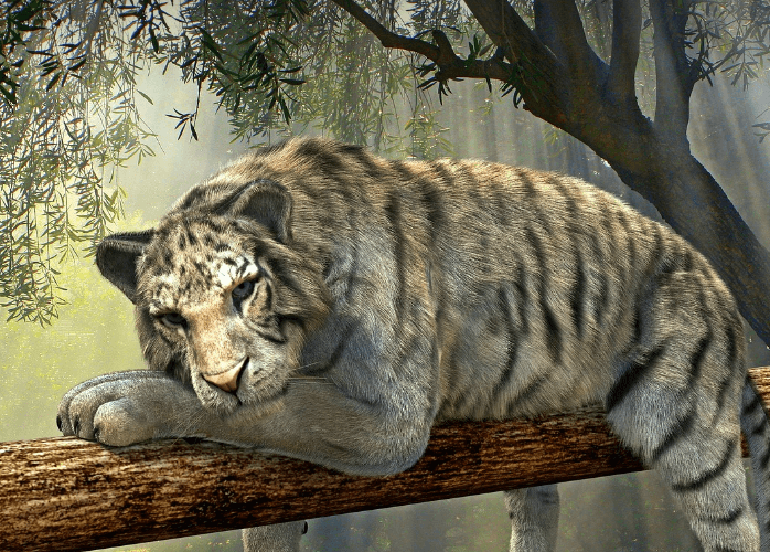 2024년 호랑이띠 운세