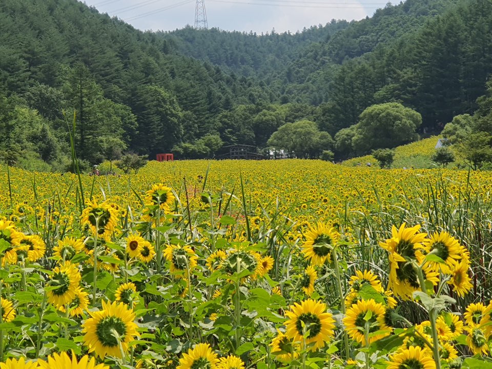 태백 해바라기축제