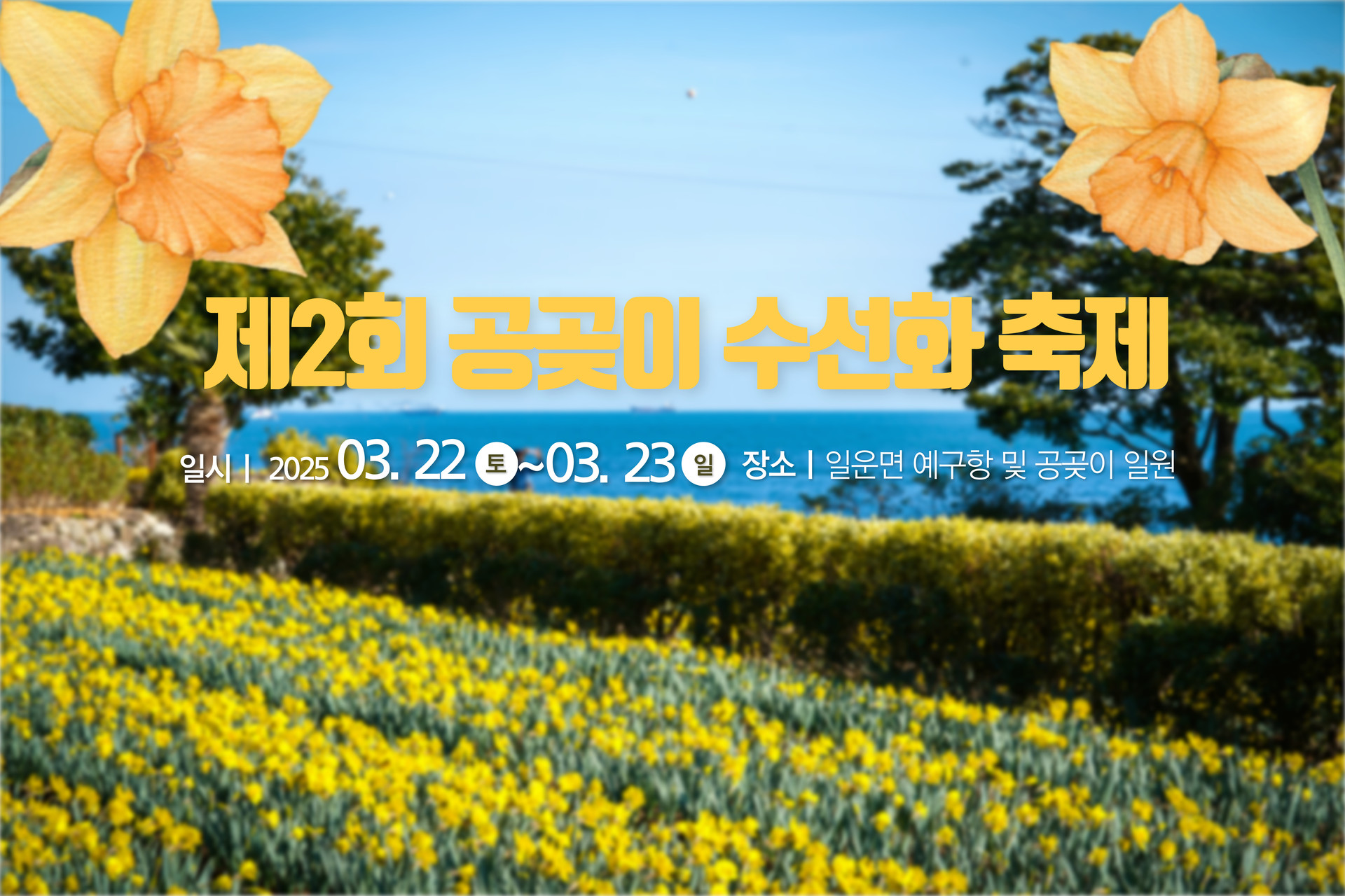 거제 공곶이 수선화 개화시기&amp;만개시기