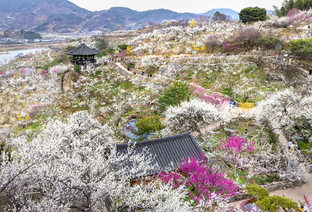 광양 매화축제기간 매화랑 2박 3일 프로그램, 광양 매화마을 꽃길열차, 지구마불 광양여행