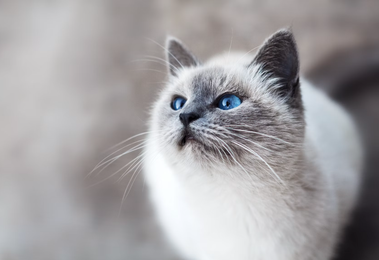 고양이 사진