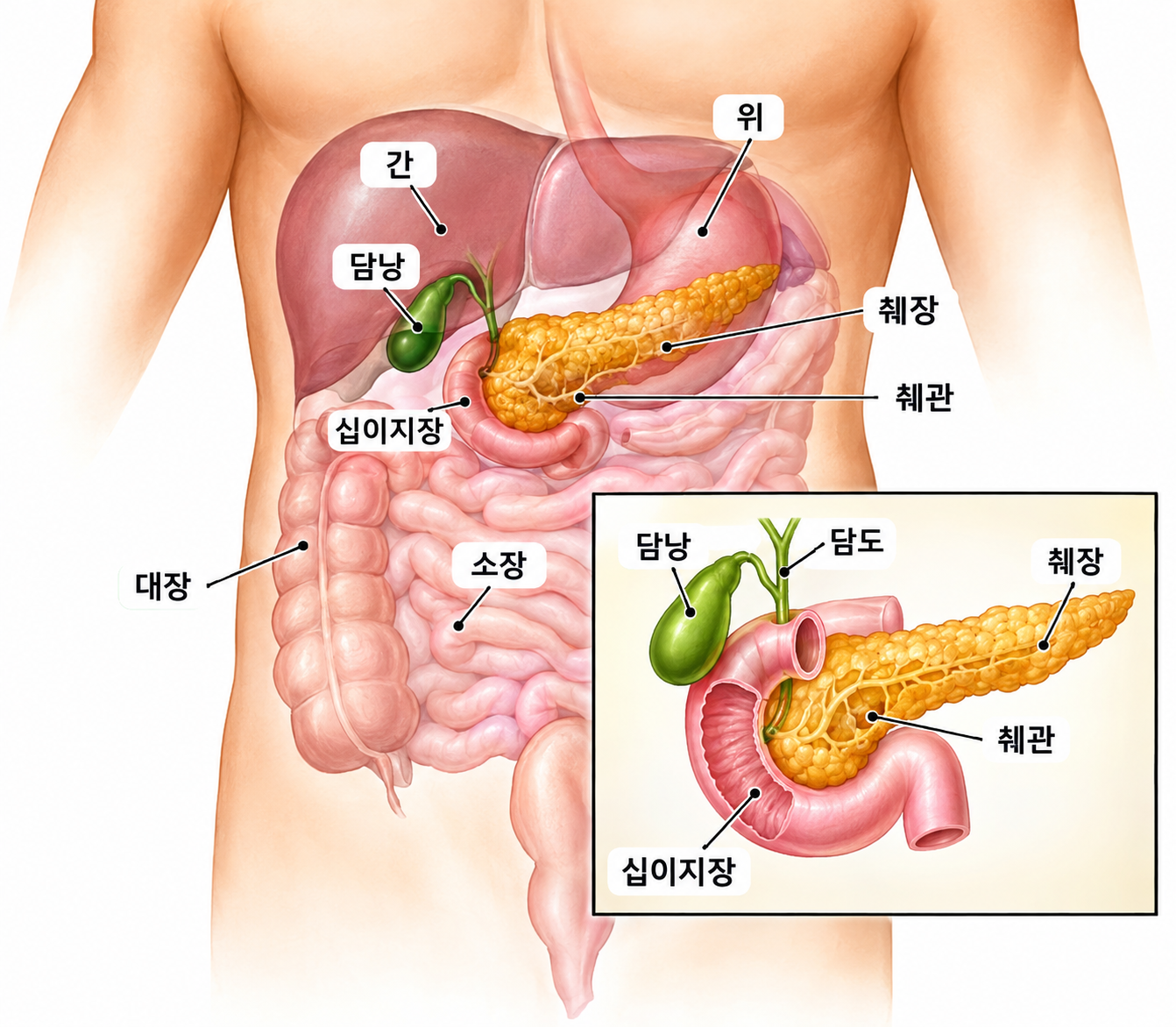 인체 복부 소화기관 해부도
