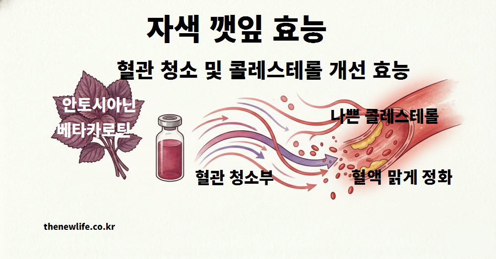 자색 깻잎 효능 혈관 청소 및 콜레스테롤 수치 개선