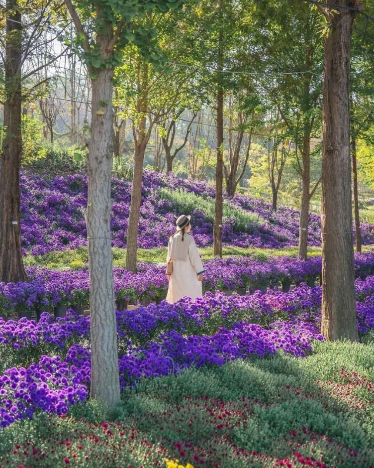 피나클랜드 오천만송이 국화축제