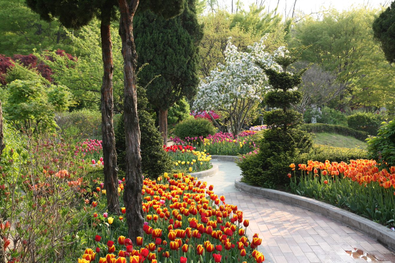 피나클랜드 봄꽃 수선화 불꽃 축제