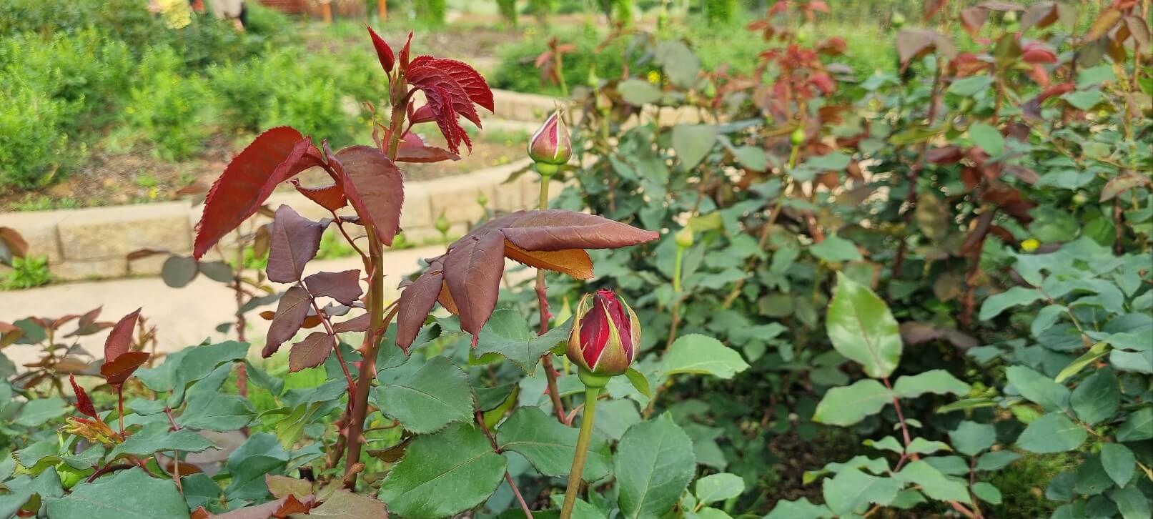 부천 백만송이 장미공원 장미축제 찾아가는 길