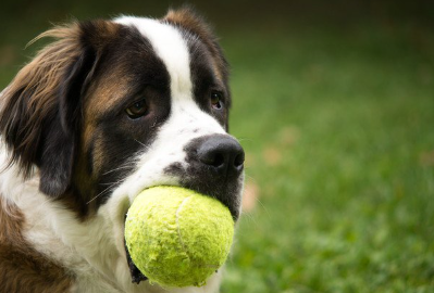 공을 물고 있는 세인트 버나드.