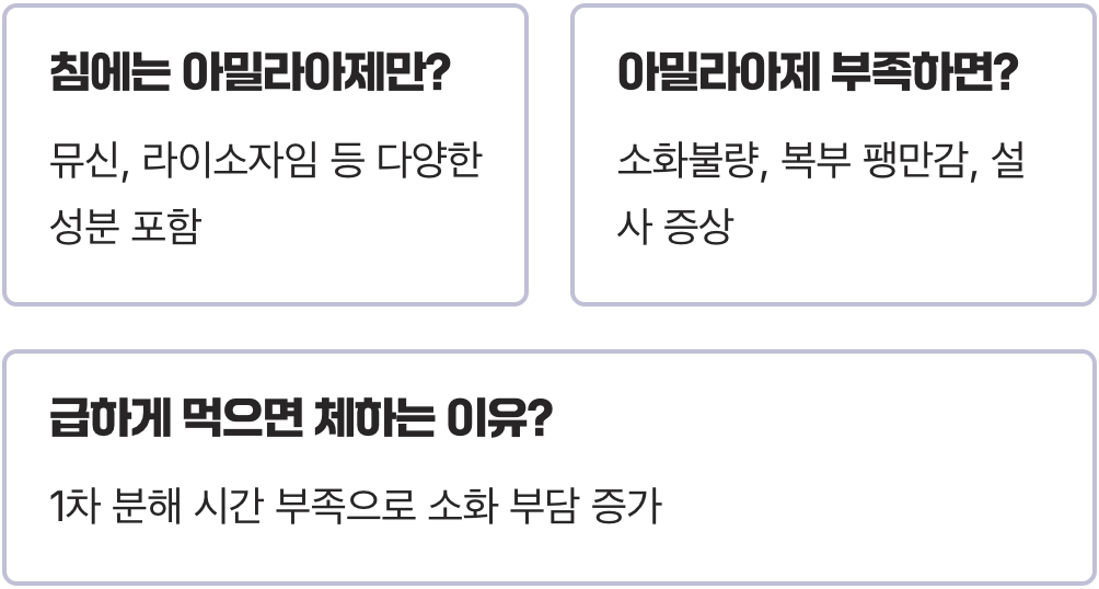 아밀라아제 효소란 무엇인가, 탄수화물을 분해하는 소화 과정의 핵심 원리