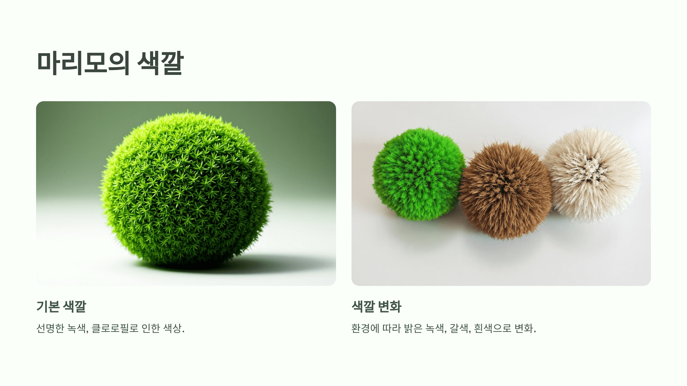 마리모 사진입니다.