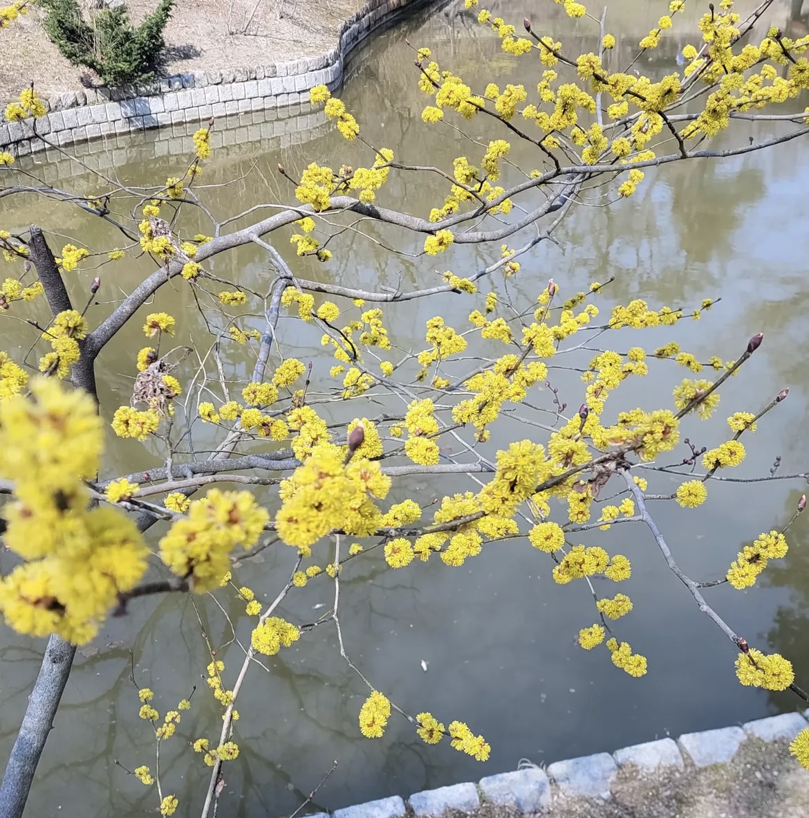 벚꽃 개화시기 4월 7일? 산림청 개화지도로 보는 2026 봄꽃 개화시기 관련사진