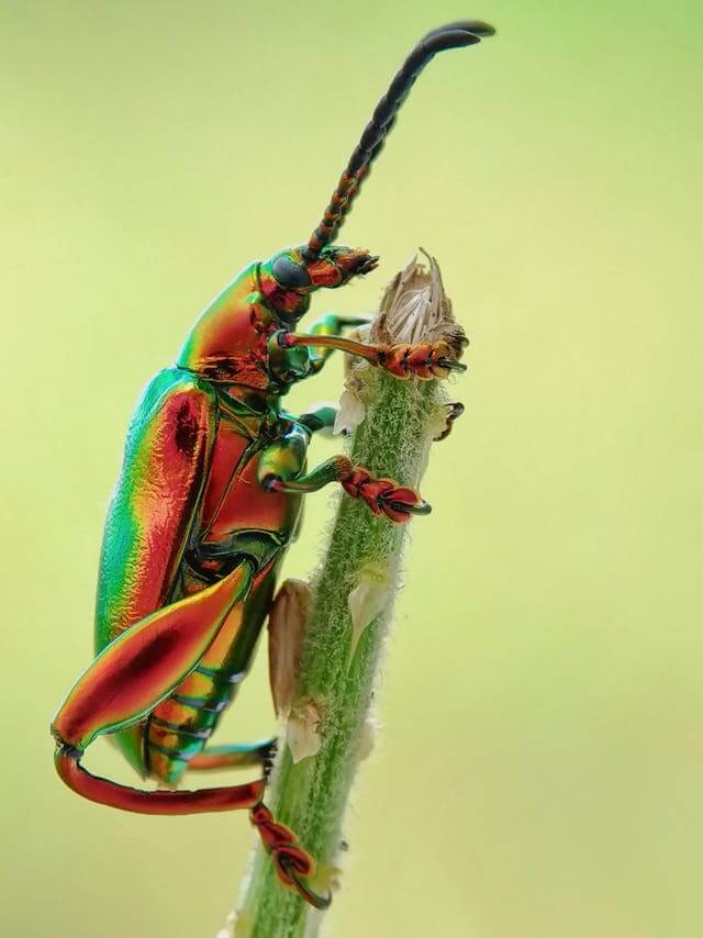 곤충이 나오는 꿈, 벌레 꿈 해몽