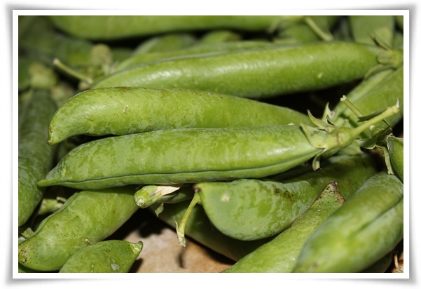 &quot;10월 하순, 완두콩 심어보세요!&quot; 겨울을 이겨낸 완두콩 건강한 영양소 듬뿍!