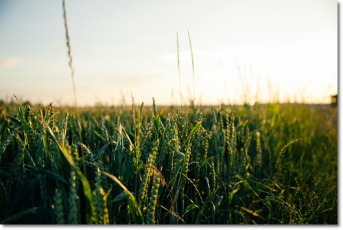 고창 청보리밭 축제 입장료 가는길 주차