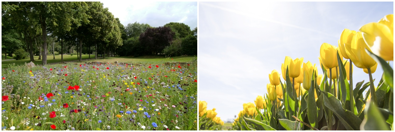 봄 날씨 사진입니다.