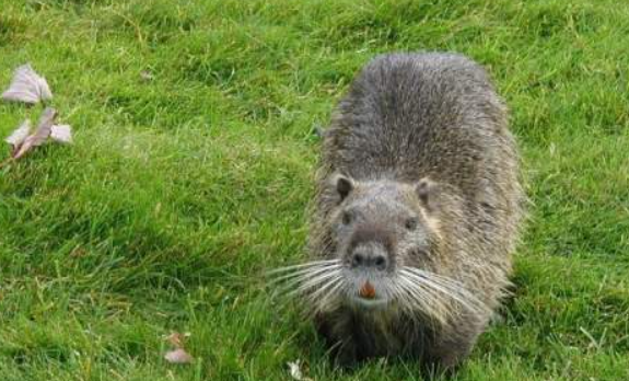 뉴트리아 포획 지자체별 포상금 서류 신청방법