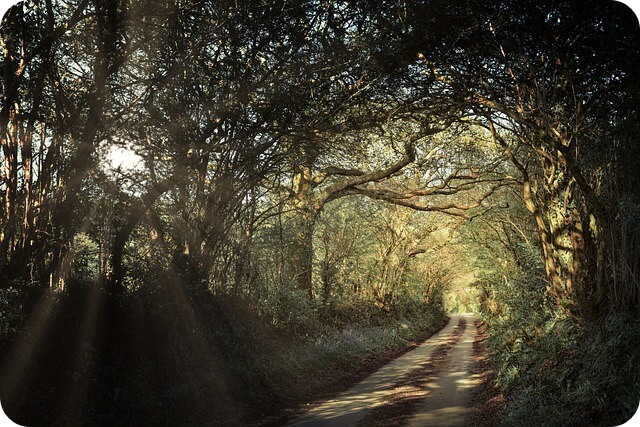 청남대 예약접수 및 입장료 알아보기