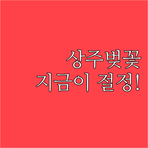 상주 벚꽃 절정 시기 및 북천 시민공..