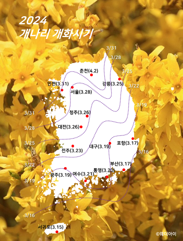 개나리개화시기