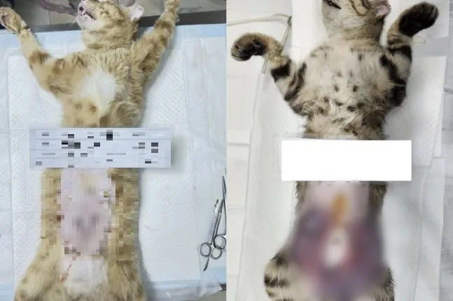 고양이 중성화 비용 수술시기 관리_9