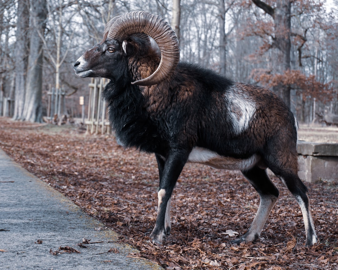 Black goat.