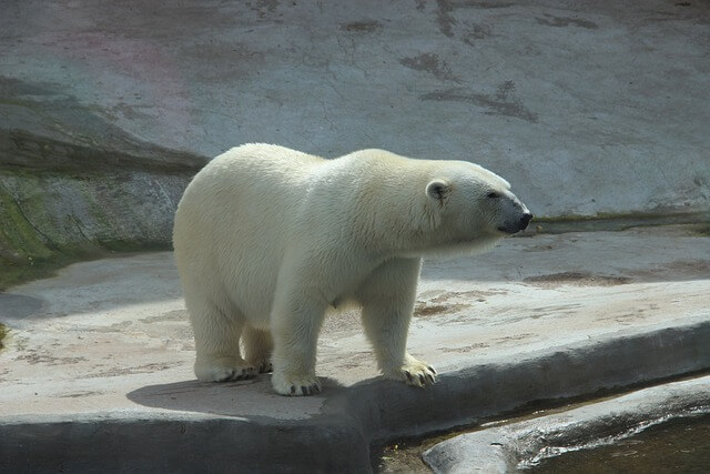 흰곰-보는-꿈-해몽