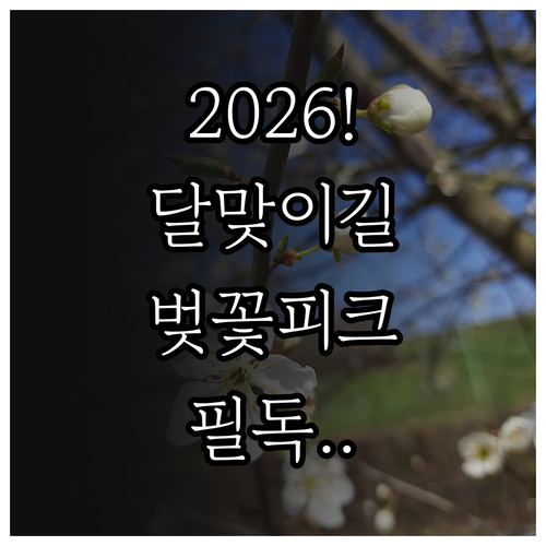 2026년 달맞이길 벚꽃 만개 시기 ..