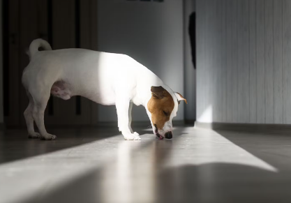 바닥을 핥는 개.