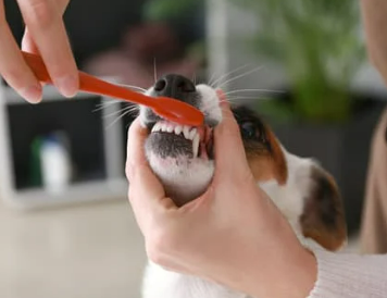 강아지 스케일링 주기와 필요성 마취 괜찮을까요?