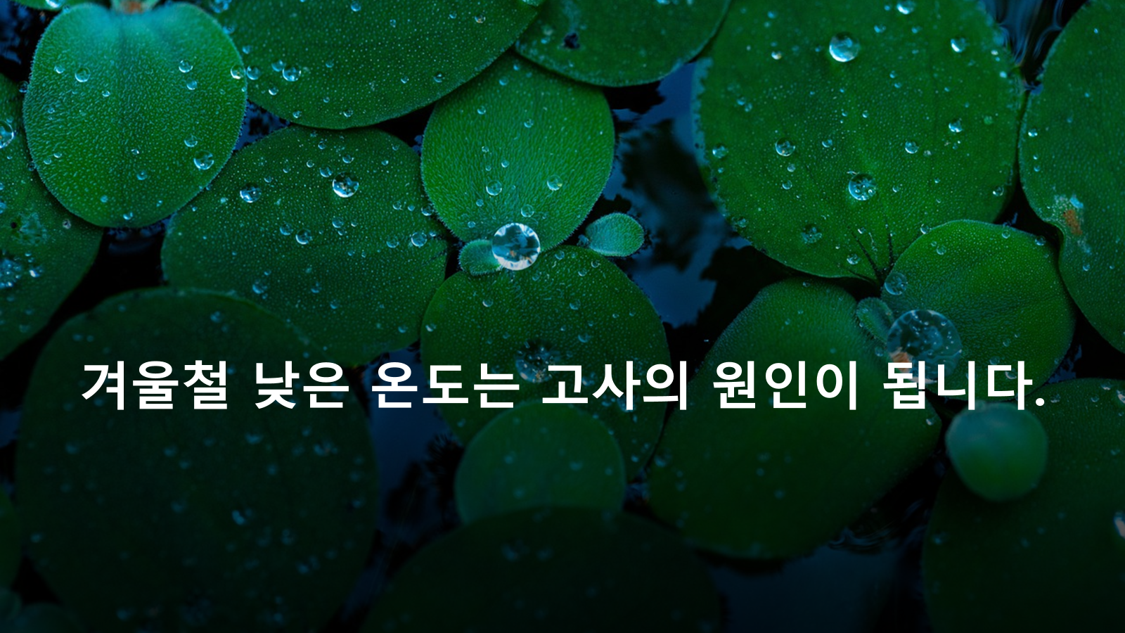 부레옥잠 고사의 원인