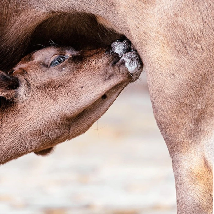 다이소 육아용품