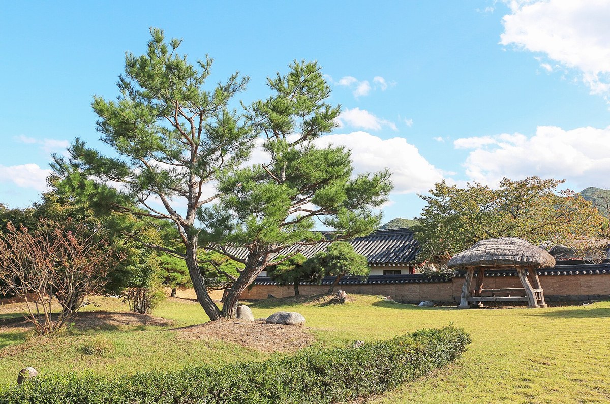 Pine tree and a thatched-roof pavilion beside a tiled wall in Andong Hahoe Folk Village