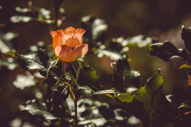 가평 자라섬 꽃 페스타🌸 어디까지 알고 계셨나요?