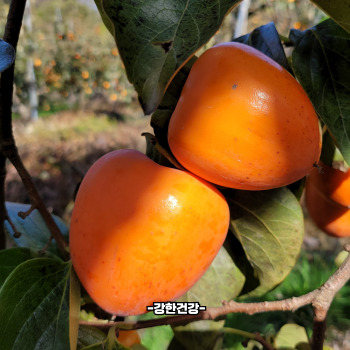 대봉감 홍시 만드는법