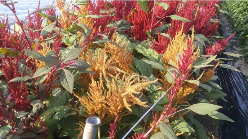 아마란스 재배 직파 요령 잎과 곡립 겸용 수확_7