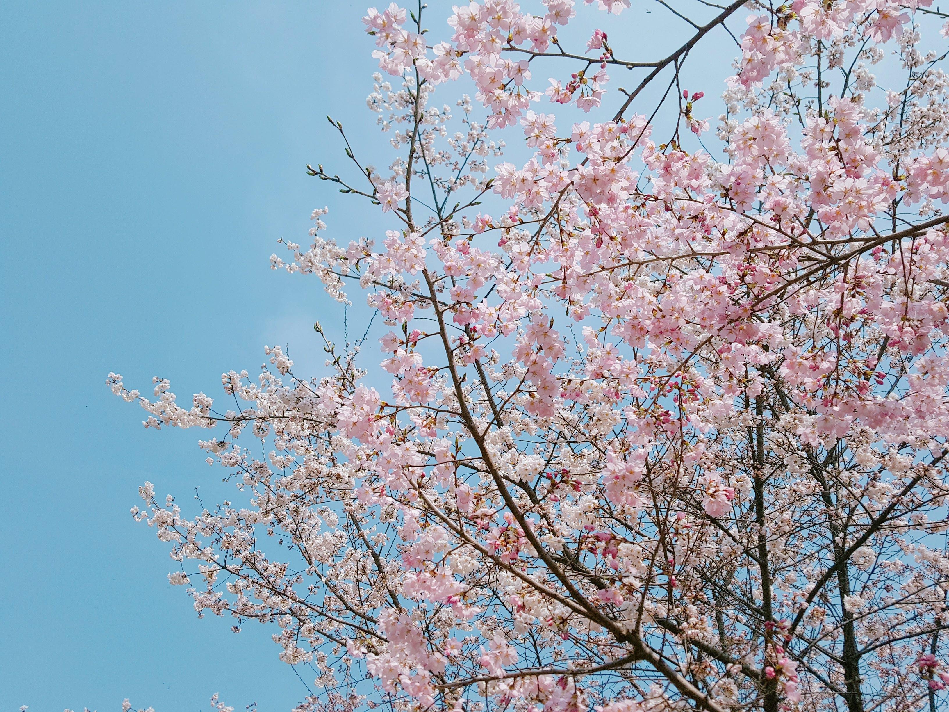 제주공항 가까운 벚꽃명소