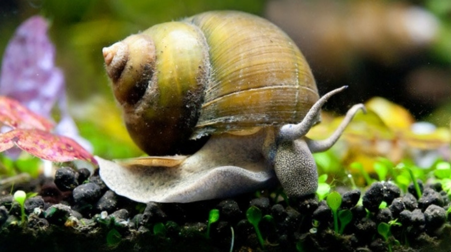 야생의 물가 바닥에서 잘 자라고 있는 우렁이를 작은 돌 위를 기어가고 있는 것을 확대하여 찍은 사진