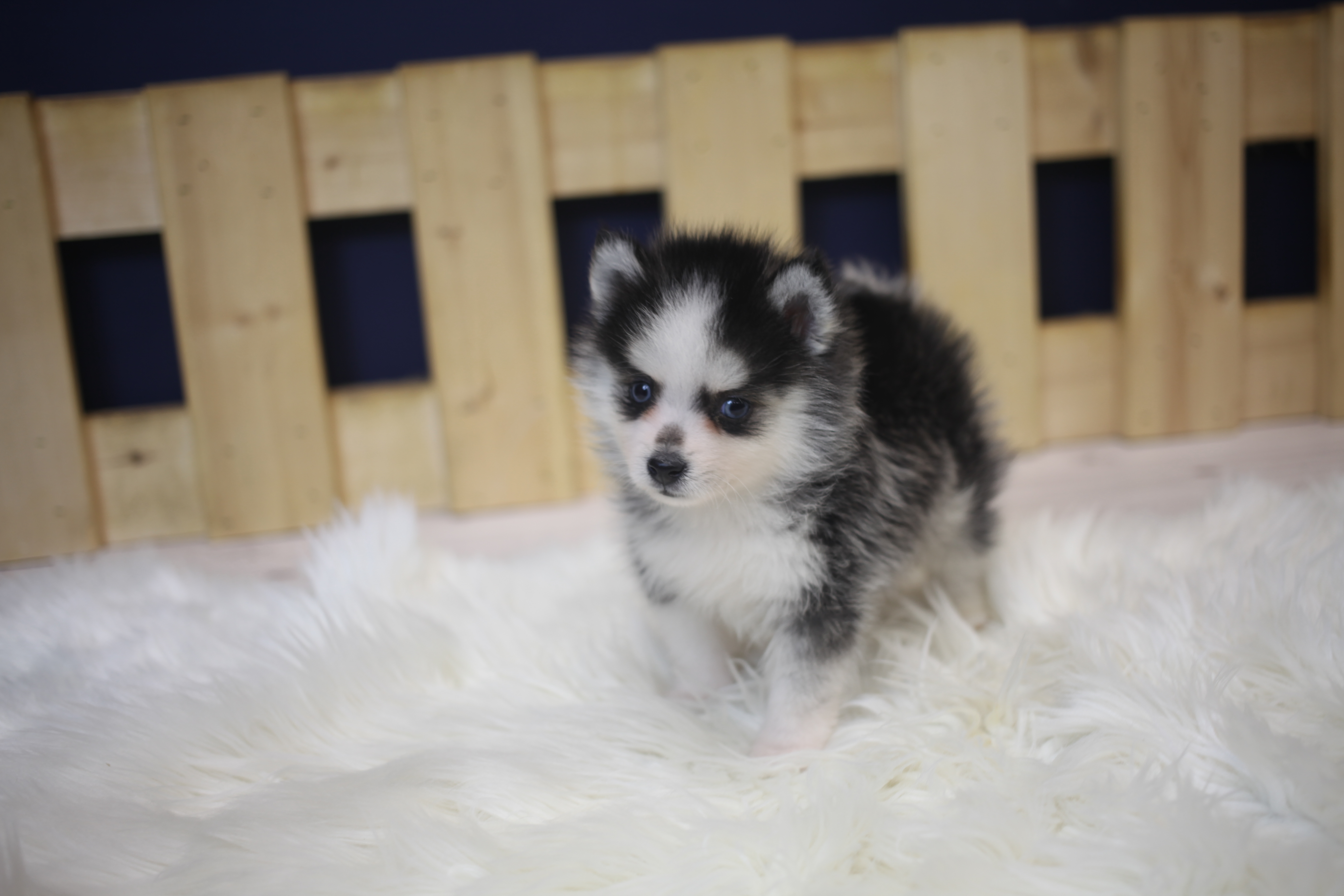 폼스키분양전문