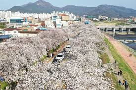 2024 정읍 벚꽃 축제 기본일정과 프로그램 내용 소개