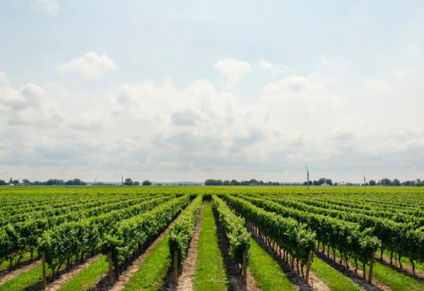 본로마네 (Vosne-Romanee)